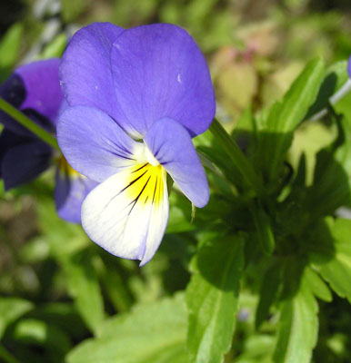 Wildes Stiefmütterchen, Viola tricolor
